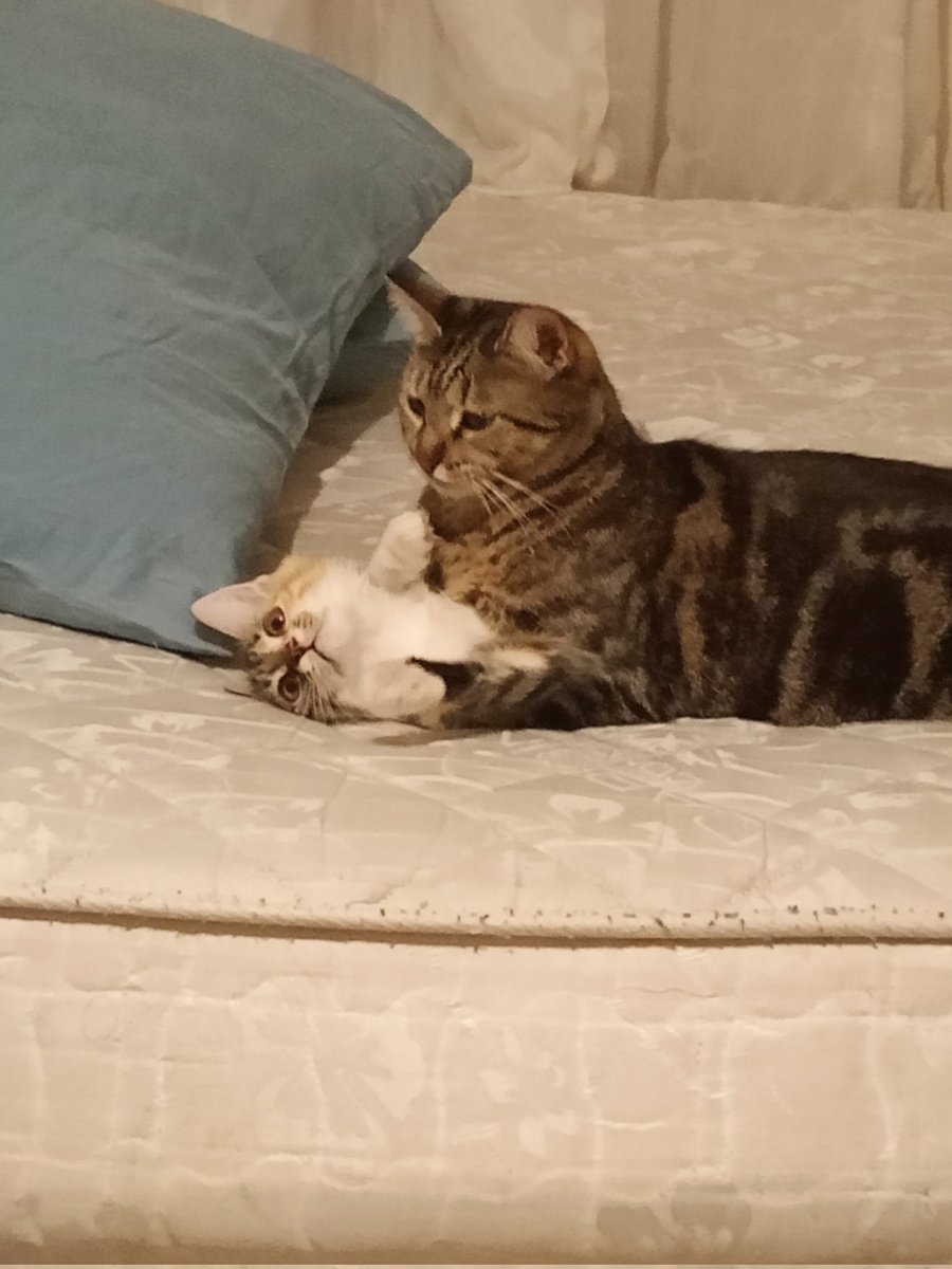 mintiskovebalim's tweet image. toksik ama sevgi dolu bir abla kız ilişkileri var