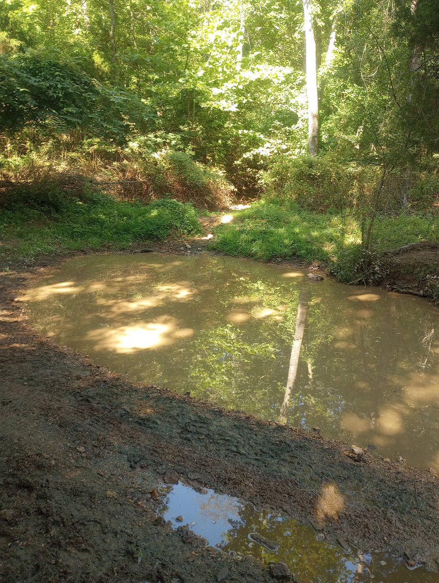 HemmerleinLee's tweet image. This is one of our conservative water areas. Cows do get access to it, but most years I expect it to go dry. We dug it at the bottom of a short valley. It is maybe 20'x20' and at its deepest 4'.