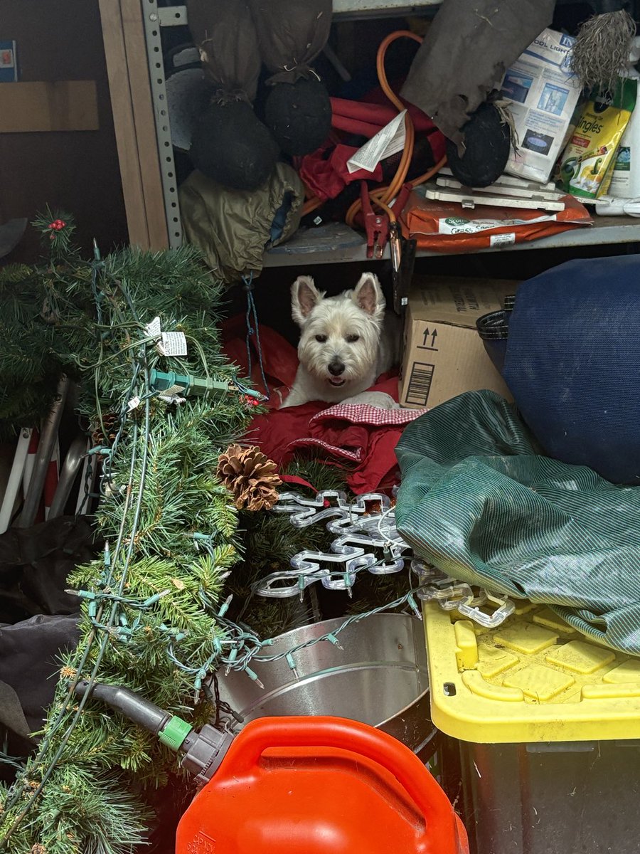 JoeConchaTV's tweet image. Max has commandeered the (impossibly disorganized) shed and one can’t help but be impressed…