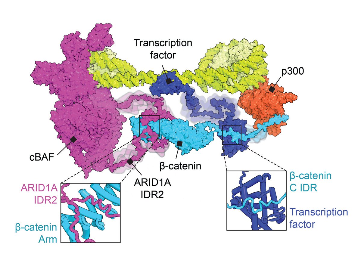 Excited to share our new Molecular Cell paper! We show that β-catenin is an adaptor that links canonical BAF (cBAF) with binding partners via IDR-domain interactions. (1/7)
cell.com/molecular-cell…