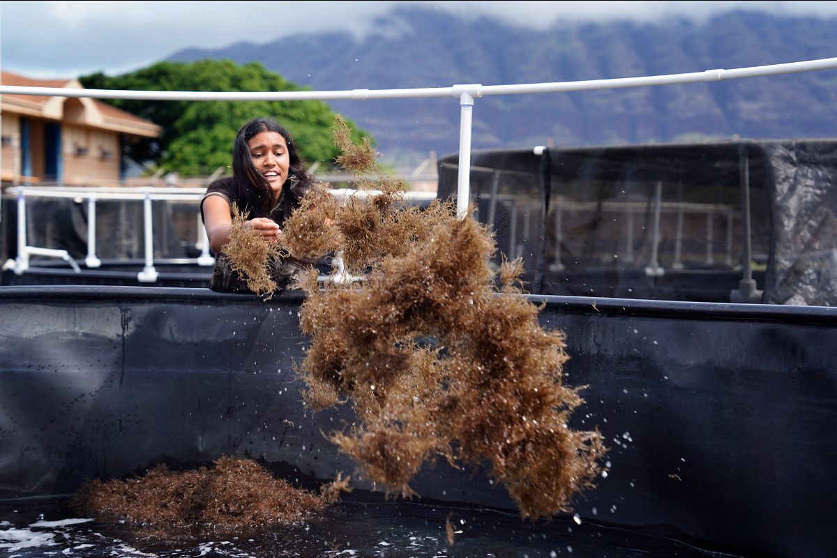 So Much Stuff! Another July Newsletter from Paepae o Heʻeia - mailchi.mp/paepaeoheeia/a…