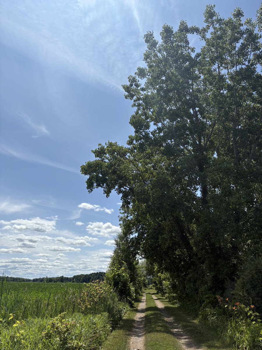yacinelearning's tweet image. I’m tweeting from here btw
I just pace back and forth the trail while sipping espresso