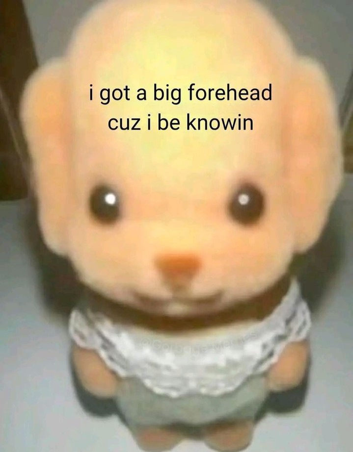 Out Of Context Animals (@animalscontexts) on Twitter photo 