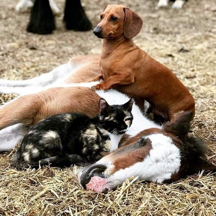 horseimage's tweet photo. nap time with friends https://t.co/bxc2os46Fk