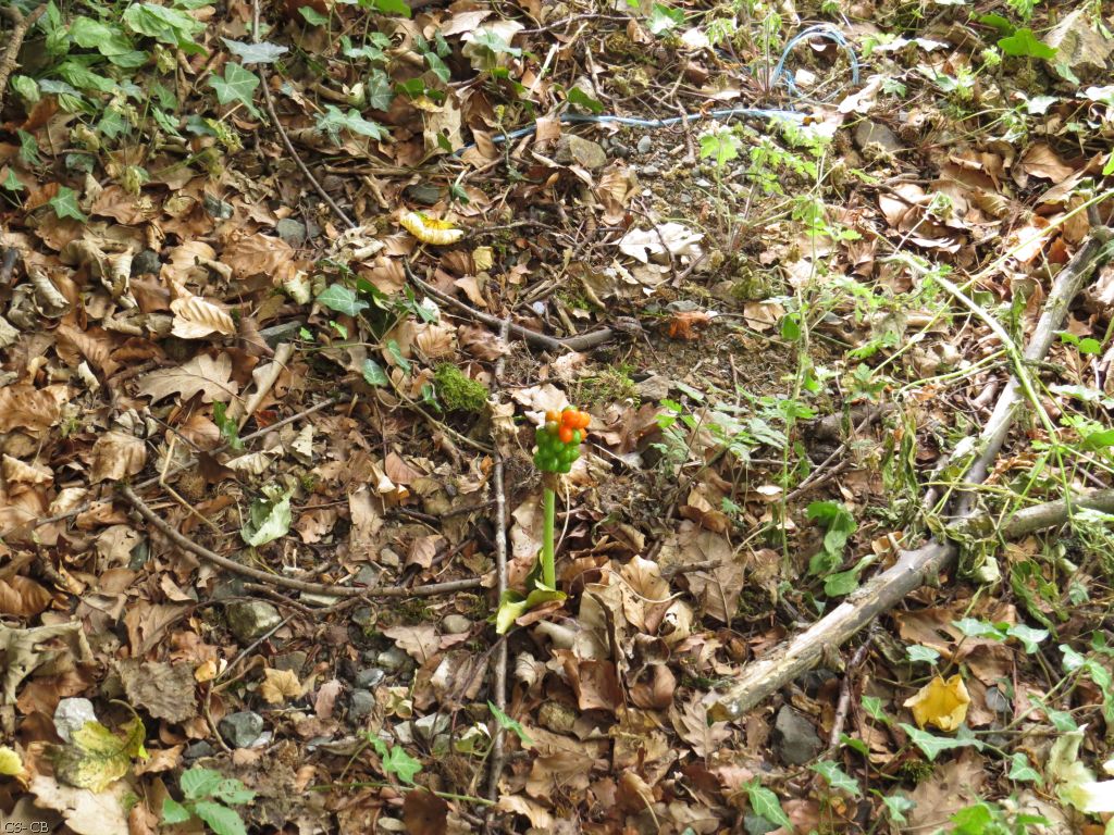 beingmyself_25's tweet photo. Fruchtstand von einem Aronstab (Arum maculatum)
https://t.co/LiCORpMrOa
#Aronstab #Pflanze #Waldrand #Natur #Juli25 #LDK https://t.co/zawxXy1FG6