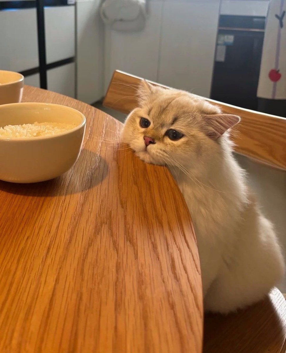 TheMeowProject's tweet image. Bring me my food