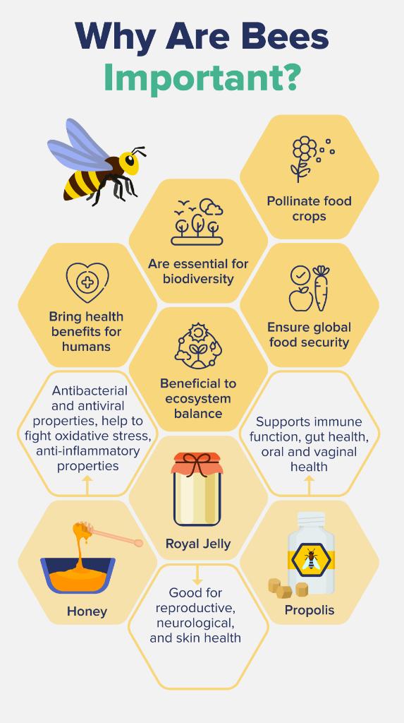 U_E_C_O's tweet image. When you support the growth of fruiting and flowering trees, bees help create healthy forest ecosystems rich, biodiverse environments that are home to countless animal species.
UECO