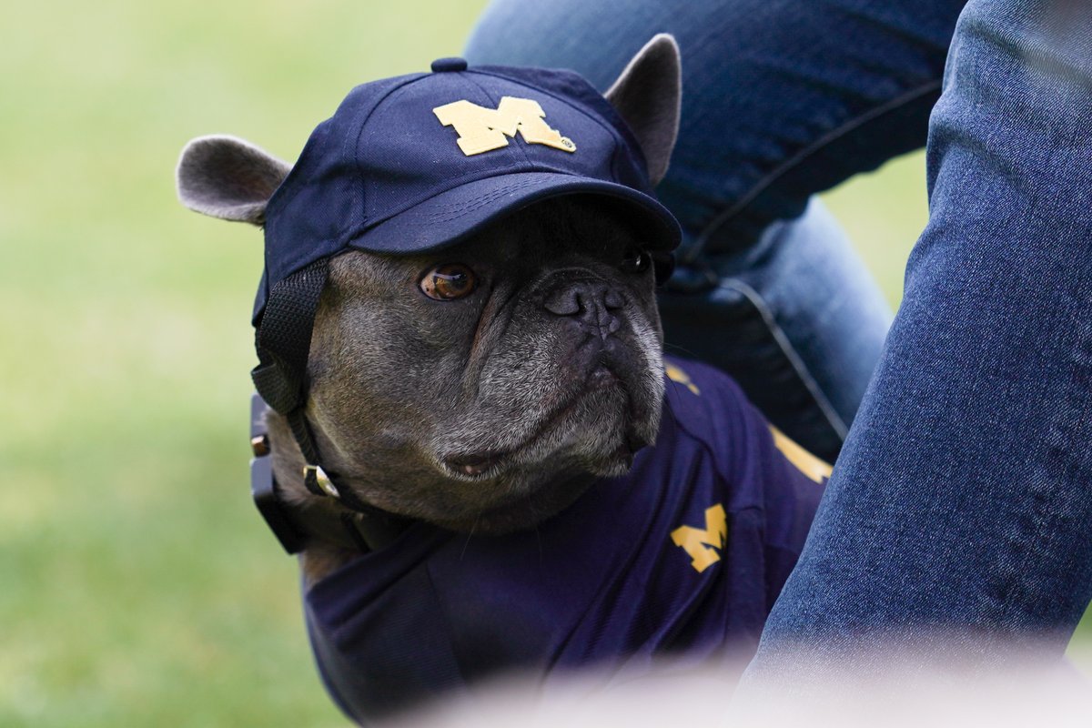 umichsoftball's tweet image. Dog days of summer. 🐾

#GoBlue