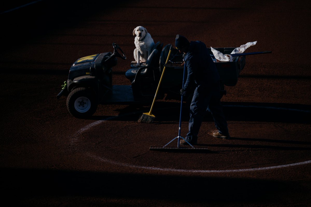 umichsoftball's tweet image. Dog days of summer. 🐾

#GoBlue