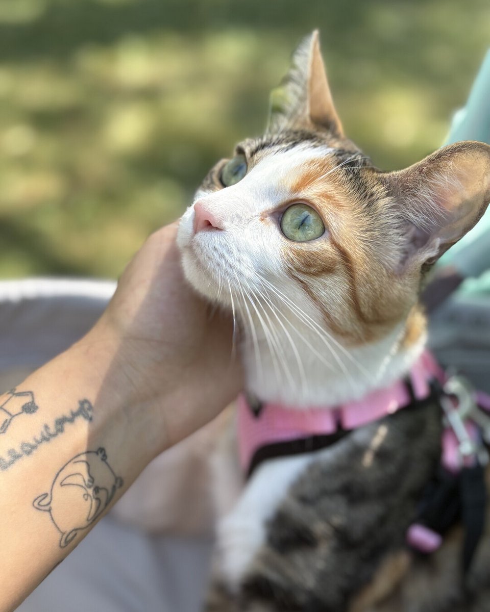 Niagara SPCA & Humane Society tweet media