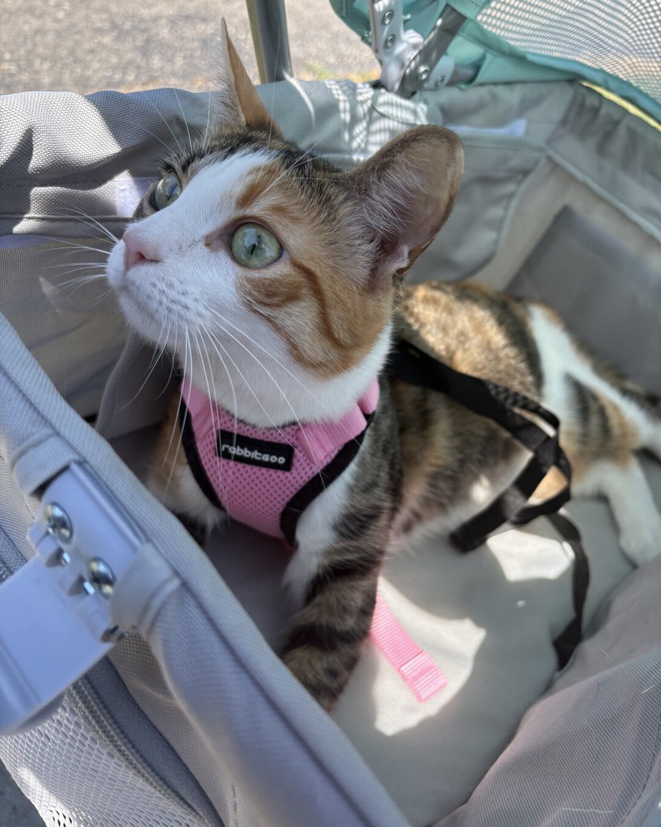 UPDATE:
I adopted Ginger in February so this is our first Summer together. She has been loving the outdoors. We go on walks at the park and she loves bird watching.