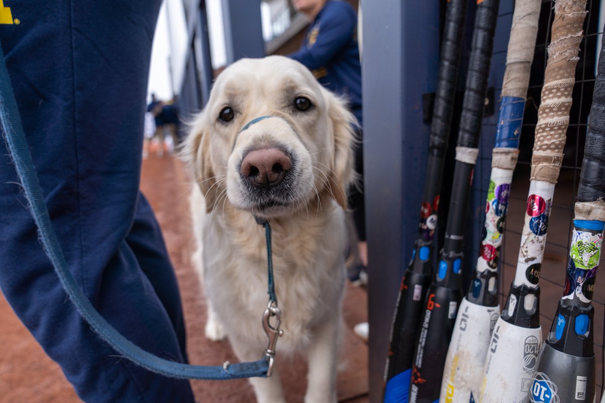 umichsoftball's tweet image. Dog days of summer. 🐾

#GoBlue