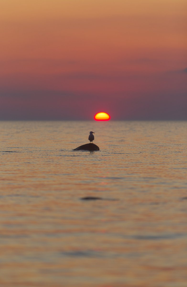 Run_fly_Smile's tweet image. Sunset 馃槉
Baltic Sea
Latvia 馃嚤馃嚮
#Latvia #Balticsea #Sea #Sunset #Evening #Meditation #Bird