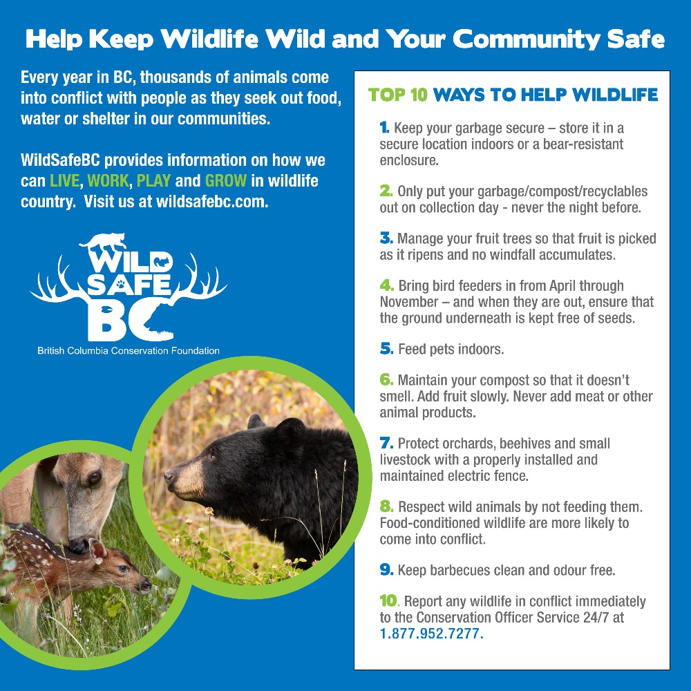 Wildlife is active throughout the year. Please take the time to learn how to keep wildlife wild and our community safe! Chilliwack.com/bearaware
