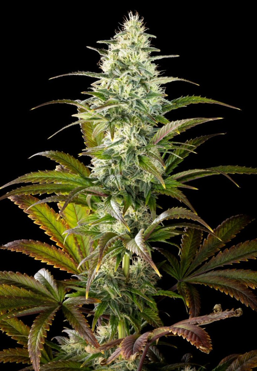 Kannabia_US's tweet image. 📢 HOT NEWS! NEW CLEMENTINE SLUSH IS here... 🤩💯🌱🎉
🛒 Buy now the latest #Kannabia release (link right here...) 🍊👁👇
us.kannabia.com/feminized-cann…