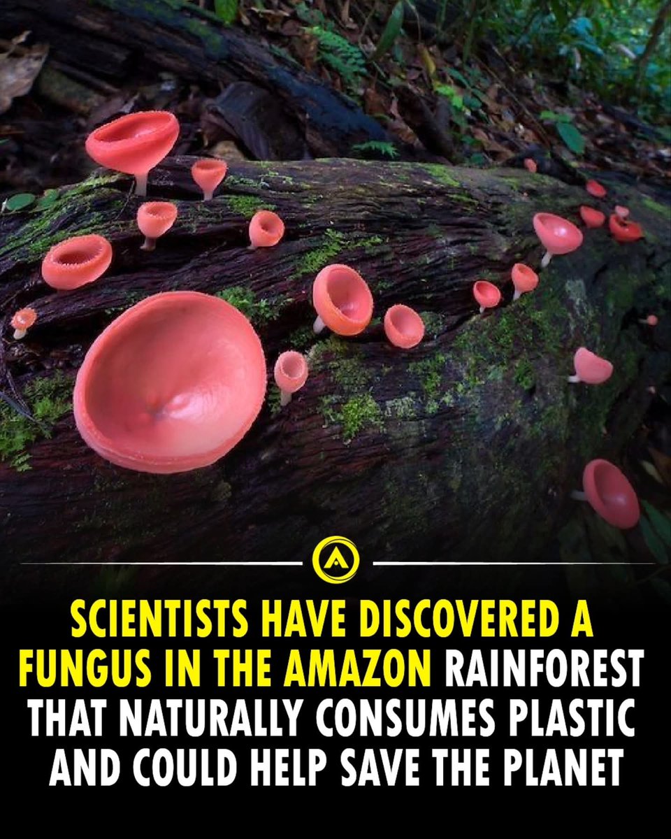 JaysonDC123's tweet image. Scientists have identified an Amazon rainforest fungus called Pestalotiopsis microspora that naturally digests polyurethane plastic, even thriving without oxygen. 

First discovered by Yale student researchers in Ecuador’s Yasuni National Forest in 2011, this fungus can use…
