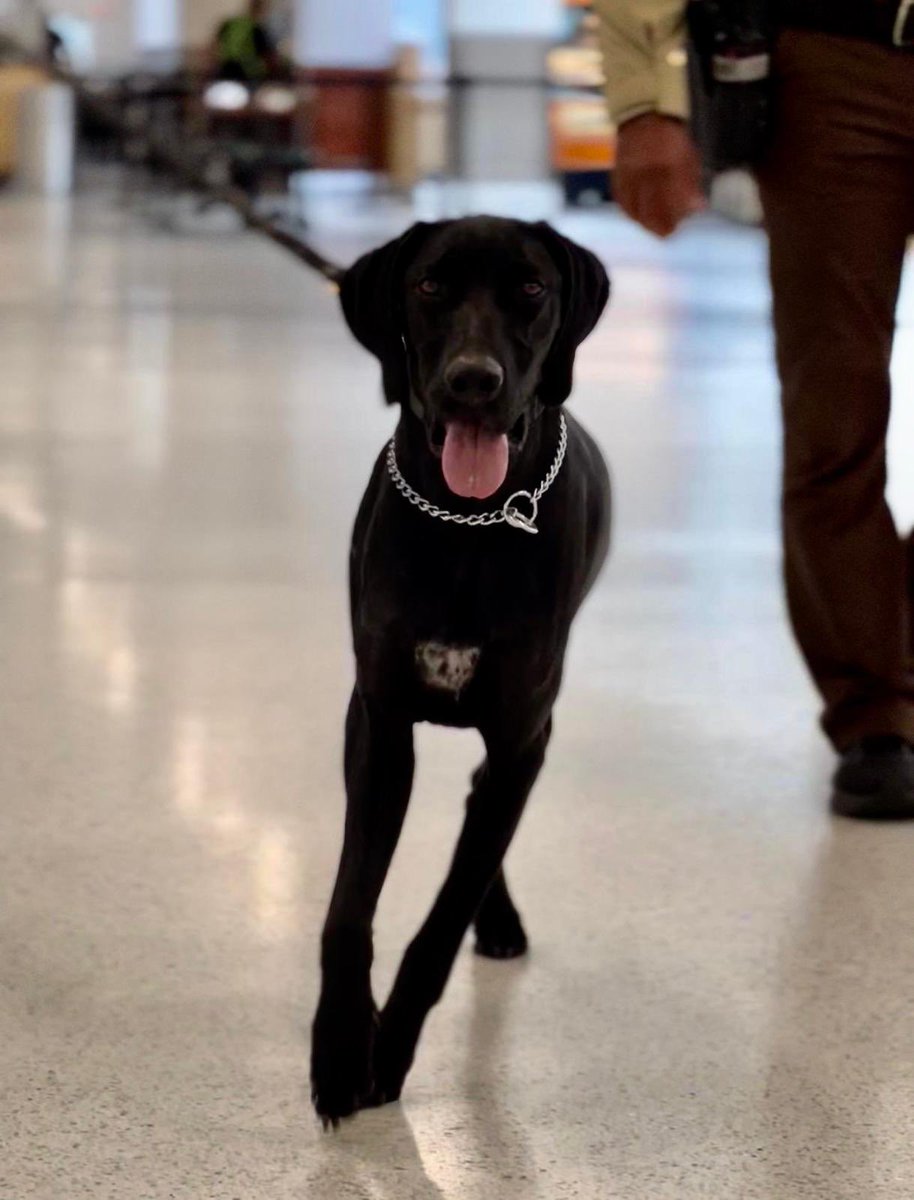 MiamiDade_SO's tweet image. 🎉 Happy Birthday, K9 Zsozso! 🐾
Born on 7/22/22, K9 Zsozso is one of our youngest four-legged heroes, proudly serving at @iflymia.