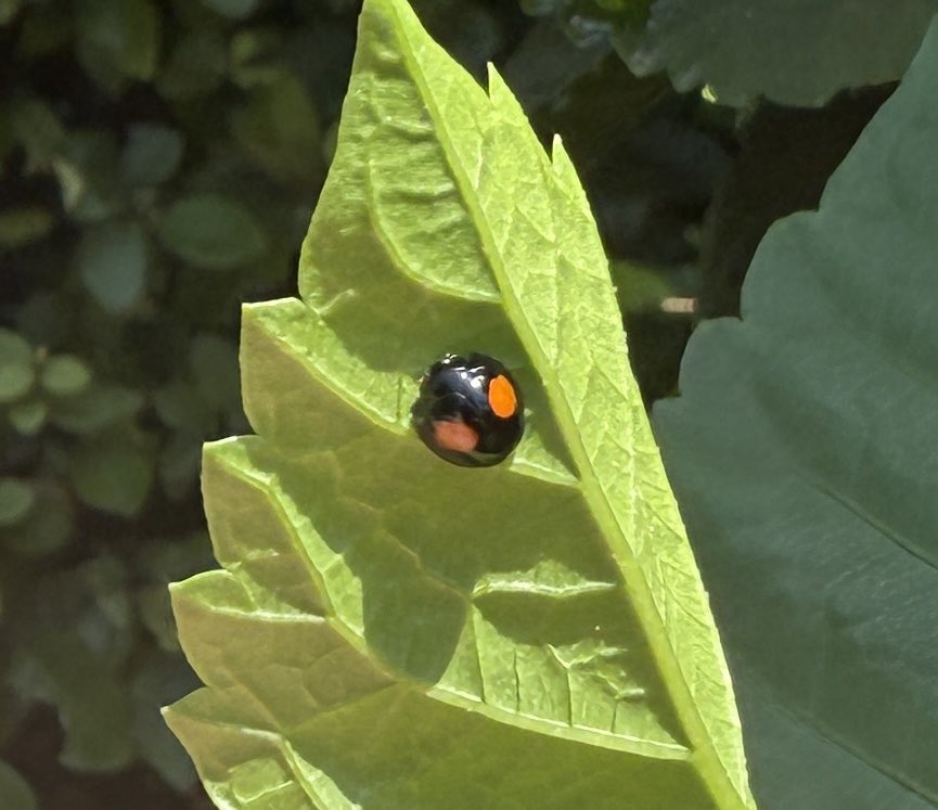 antitheistdad's tweet image. Off topic: Does anyone know the name of this bug?
Found it in my garden the other day and didn’t know what it was. Thought it had a cool name so wanted to share. 🤓🔪🔪🐞
Any gardeners out there?! lol 🌱🌱