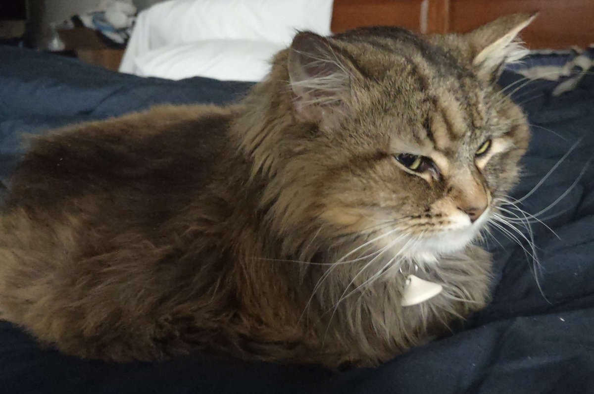 Yesterday, one of our cats; Autumn, passed away after a rapid decline from cancer.  

For it to happen so soon after our other cat was at ill but was saved through surgery hasn't made it any better. If anyone could give their thoughts and prayers out for her, I'd appreciate it.