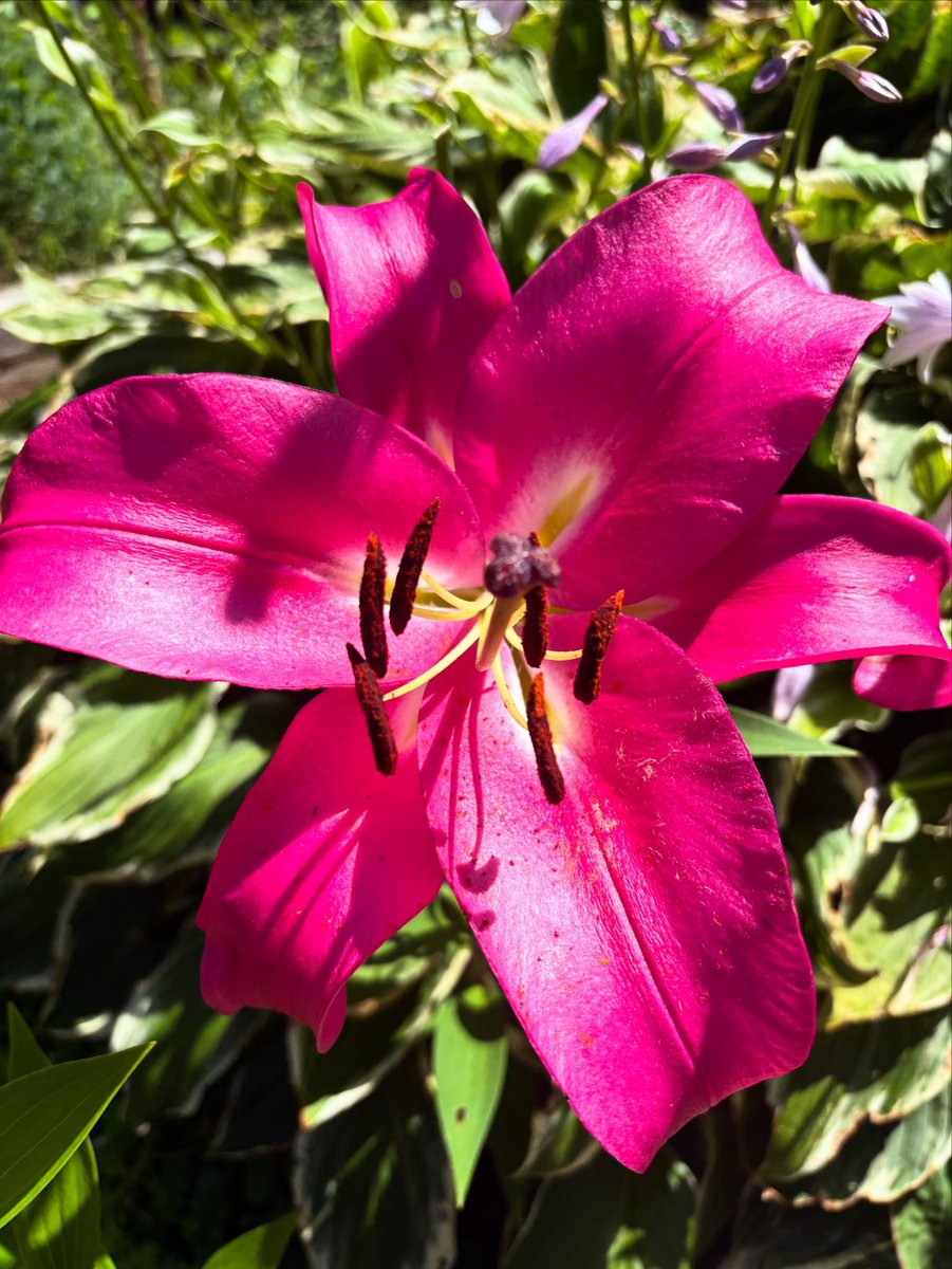 Aren’t lilies lovely?🌺🩷