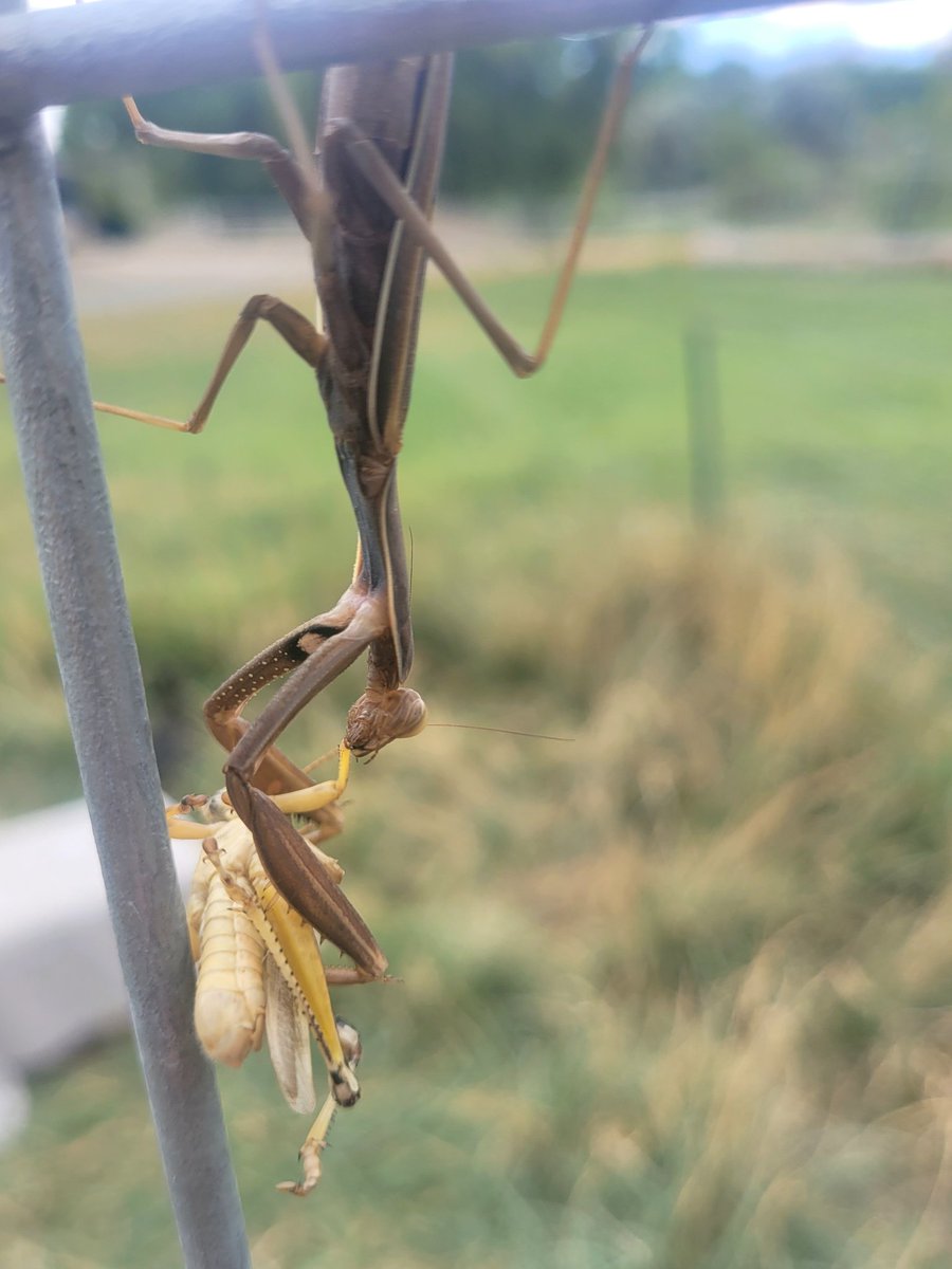 ExtraSaltedNuts's tweet image. Praying mantis morning.
