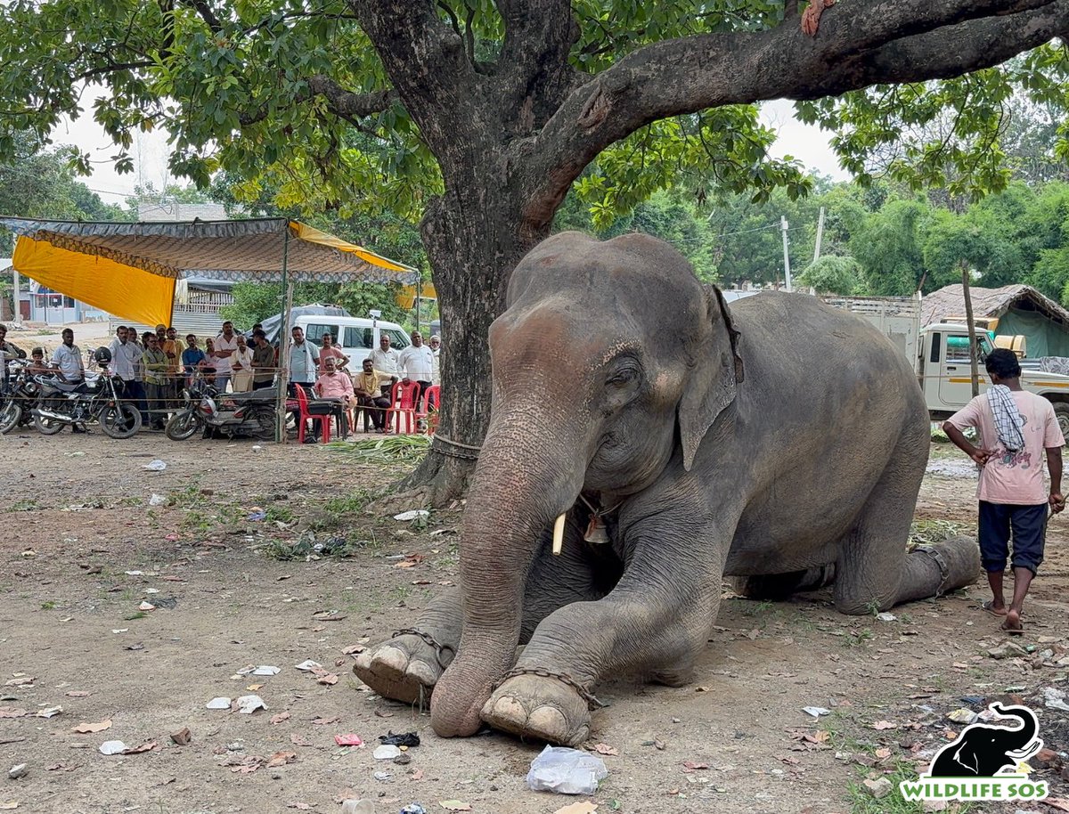 WildlifeSOS's tweet image. #HariRescue #RescueAlert
This afternoon, Hari has grown anxious as the crowd around him has swelled.
The humidity, the noise, and the increasing chaos of his unfamiliar surroundings are taking a visible toll on him.
Our team is by Hari’s side, doing everything possible to keep…