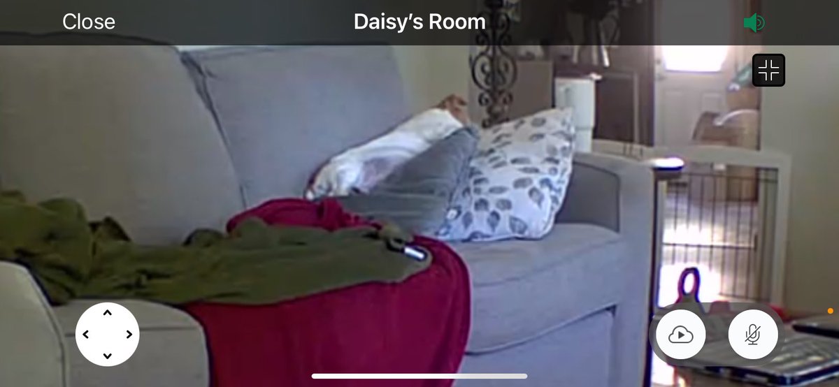 DaisyMaeJack's tweet image. When you’re totally allowed on the couch lol 💗