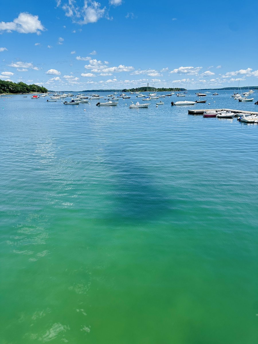 On leave for a couple days, but need a consult. Should I be concerned about this giant moving shadow under the water?