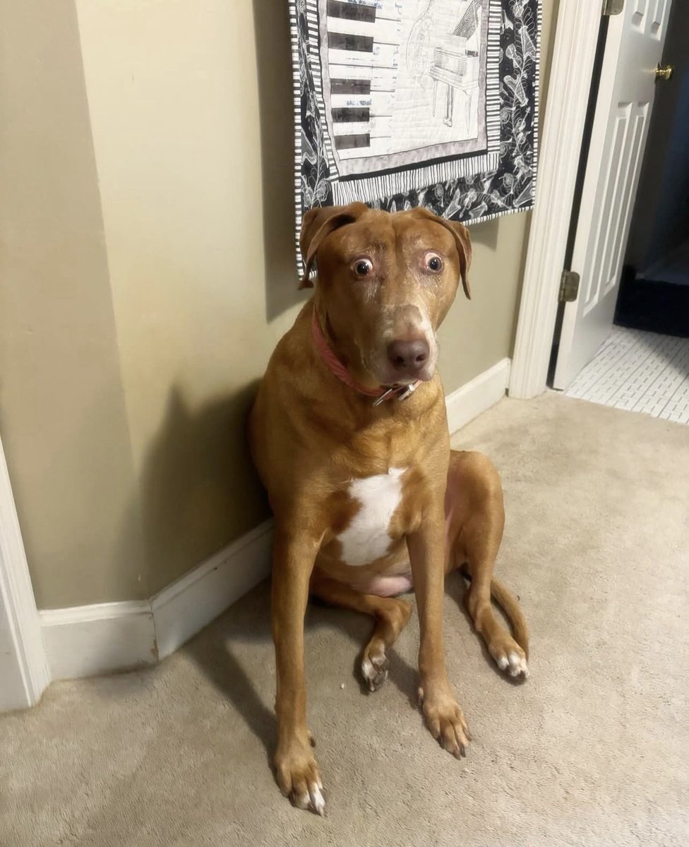 dog_rates's tweet image. This is Belle. She was adopted as a puppy from the humane society. She was likely stuck in the birth canal and as a result the muscles grew farther back on her head and are underdeveloped. She's perfectly fine, just looks a little different. We love her. 14/10