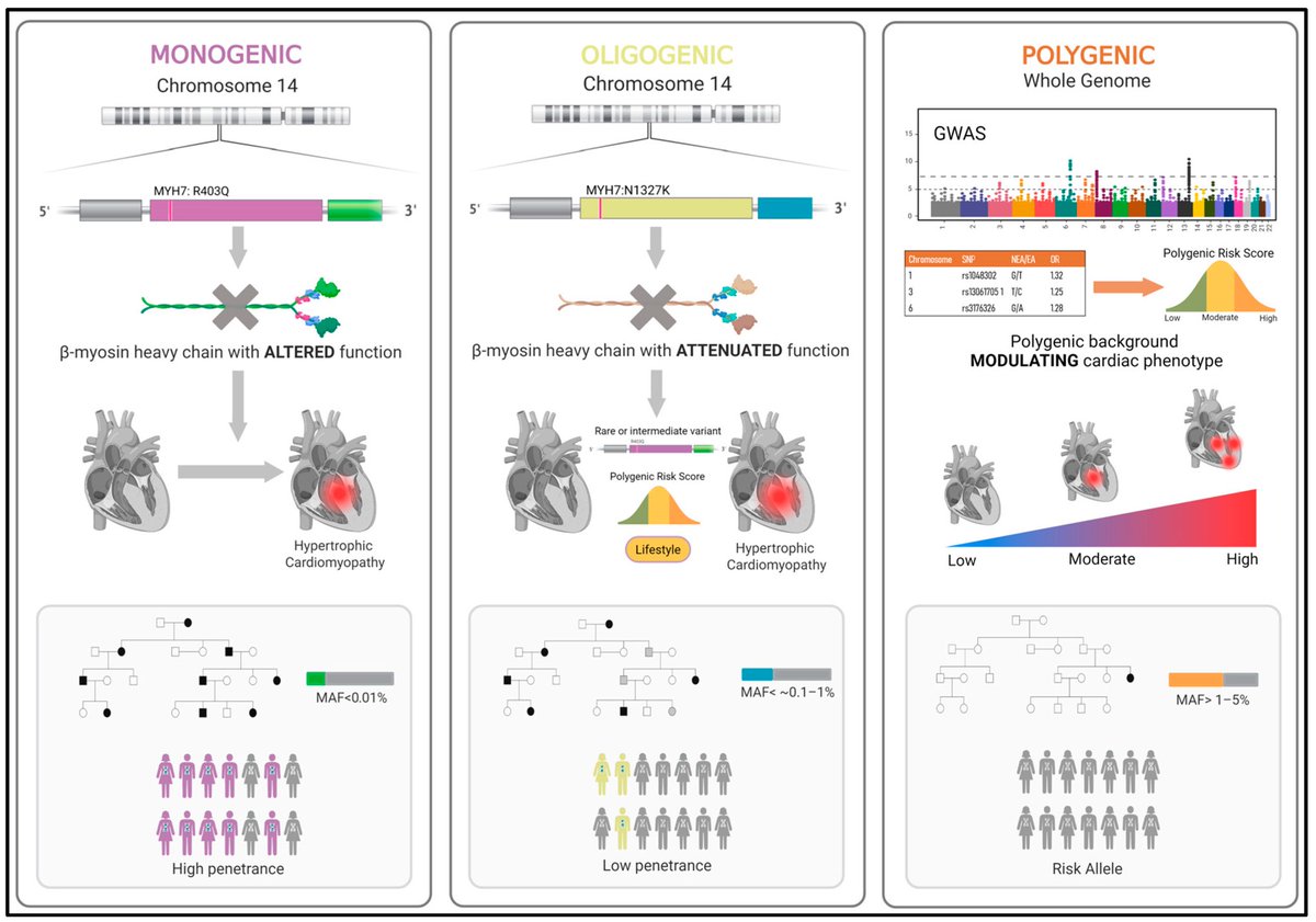 📌 From Rare Genetic Variants to Polygenic Risk: Understanding the Genetic Basis of Cardiomyopathies

👉🏻 Read the full article: doi.org/10.3390/jcdd12…

<a href="/seccCFyGenetCV/">Sección Cardiopatías Familiares y Genética CV SEC</a> <a href="/SACardiologia/">SACardiología</a>
