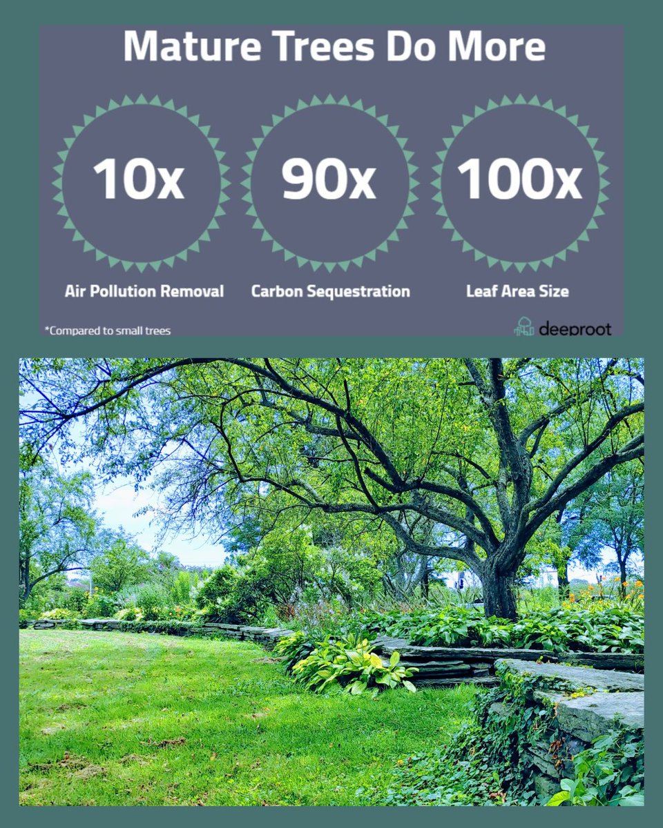 Lest we forget how it's a particularly bad idea to cut down 2,106 big trees in Jackson Park for a Tiger Woods PGA golf course in Chicago,  where one in 2 kids in South side neighborhoods have asthma:
"Tree oxygen production varies by tree size. Trees 1–3″ dbh [width of tree