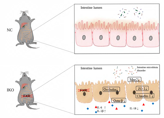 ajpgi's tweet image. Thanks to Dr. Cai and team for making today&apos;s #ArticleinPress #OpenAccess! Investigating Intestinal Farnesoid X Receptor functions at the Intestinal Mucosal Barrier and in the Intestinal Microbiota in a Biliary Obstruction Mouse Model (Yaoyao Cai et al.):
ow.ly/nsct50WtkFW