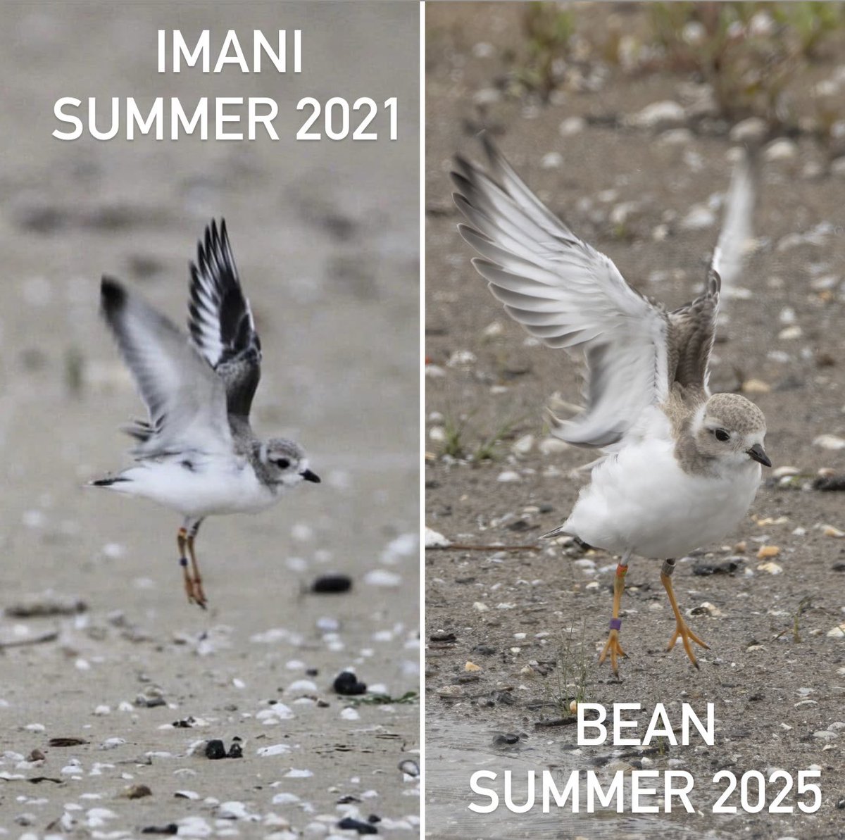 ChicagoPiping's tweet image. GENERATIONS
Flight training for Bean, El, and Ferris is going tremendously well with flights increasing each day in duration, length, and elevation. Your Chicago Piping Plover fledglings will be starting their migration journeys soon. Time truly flies!

📸: Daniel Eastman