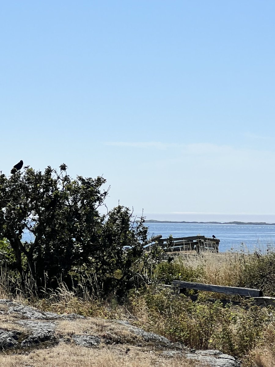 NancyPettit's tweet photo. We’re on a road trip, celebrating our 55th honeymoon on #VancouverIsland, #BC. Do you see them? #ilikecrows #whereiwalk Just on the outskirts of Victoria. https://t.co/leXmFYajy0