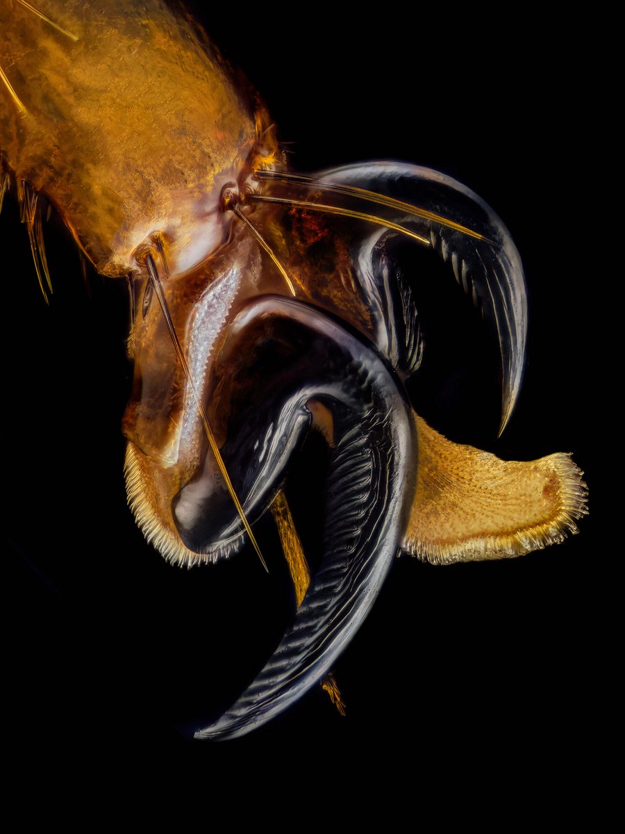 sagaOptics's tweet image. Louse fly, Ornithomya cf. avicularia. Here you can see a greatly enlarged view of the claw of a louse fly. It’s no wonder, since once it lands on the skin, it can only be removed with great effort and precision; simply brushing it off doesn’t work so well.