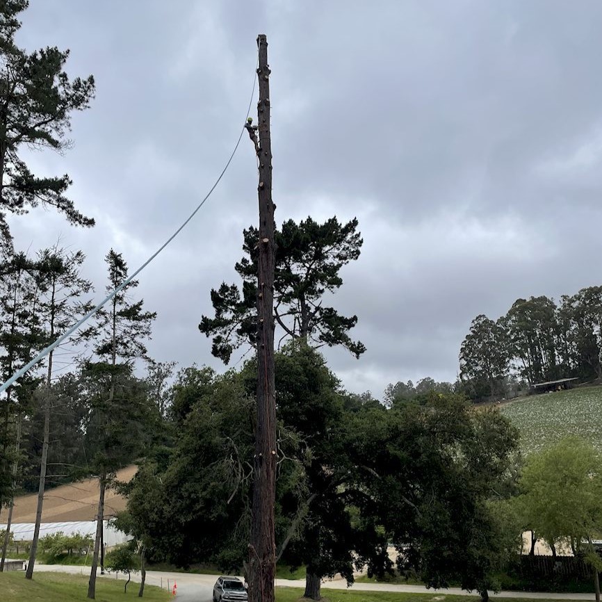 ColoresTree's tweet image. Dead leaves and limbs piling up? I handle thorough tree cleaning to help your trees breathe and your yard shine. Let’s get things cleaned up this week.
#TreeCleaning #AromasCA
treeservicesaromas.com/contact