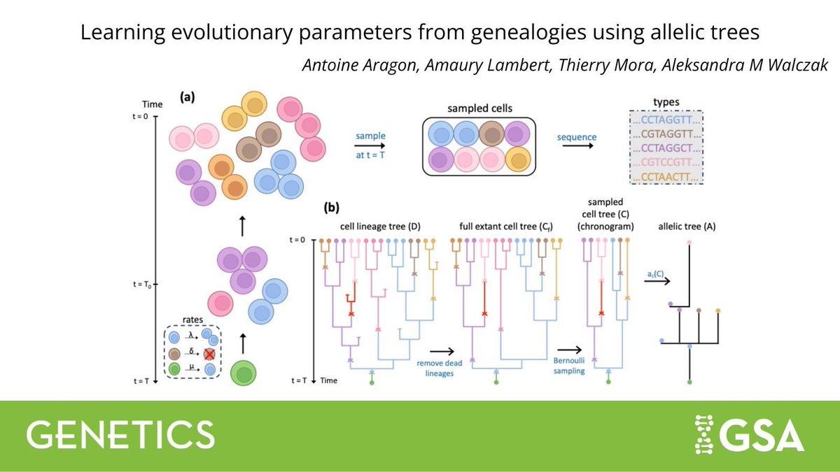 GeneticsGSA's tweet image. In #GENETICS, Aragon et al. present a probabilistic method to infer the division, degradation, & mutation rates from the observed genetic diversity in cell populations that provides a sampling of phylogenies consistent with the observed mutations.
buff.ly/yYFWnbO