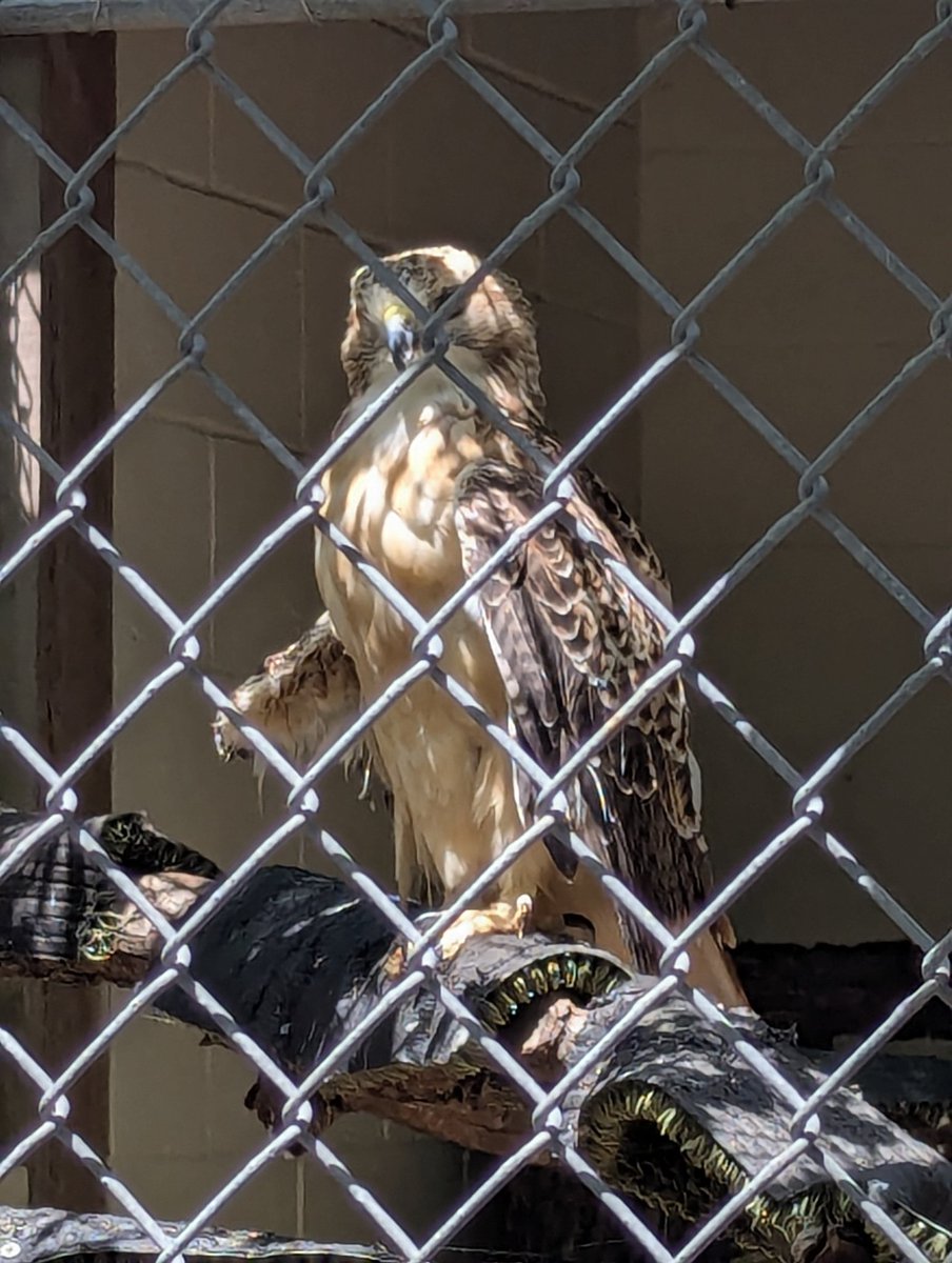 lighterpolpos's tweet image. Saw an absolutely menacing red tailed hawk with one wing today