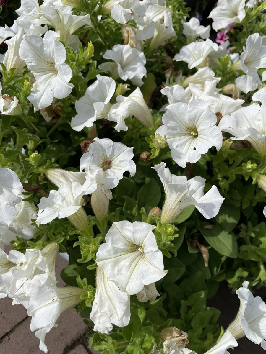 Petunya🤍
Siz de çiçek fotoğrafı paylaşmak ister misiniz?🌸