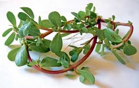 Shu oty mellege cykmaz yaly edip bolanakmykanay🙁 gaty binamys ot bolup cykdy 2 ay bari göreşyan men yadadym bu cykyp yadamady(semzek)