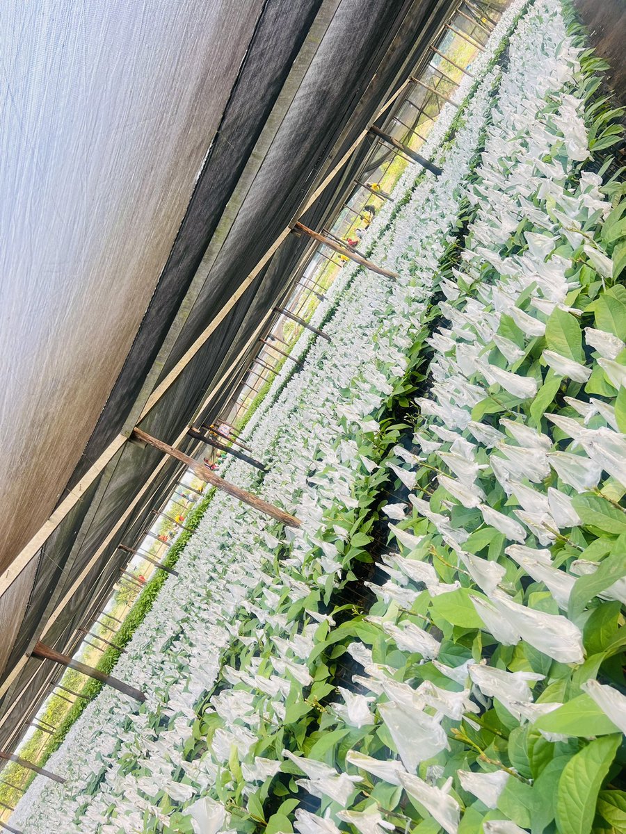Ruvusha_Israel's tweet image. Around 200,000 Hass avocado seedlings produced annually.
Hass avocado nurseries are crucial for a country's avocado production because they provide high-quality seedlings, ensuring healthy and productive trees.