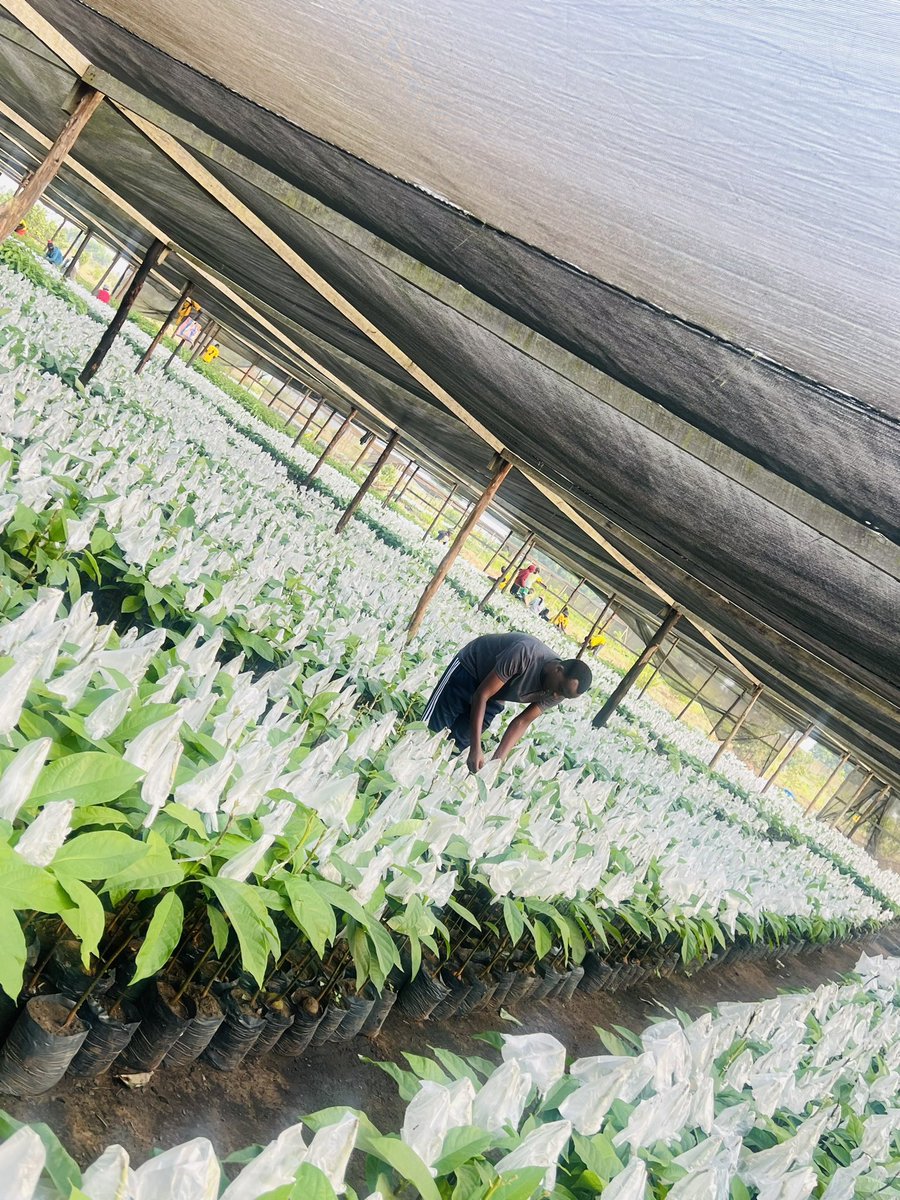 Ruvusha_Israel's tweet image. Around 200,000 Hass avocado seedlings produced annually.
Hass avocado nurseries are crucial for a country's avocado production because they provide high-quality seedlings, ensuring healthy and productive trees.