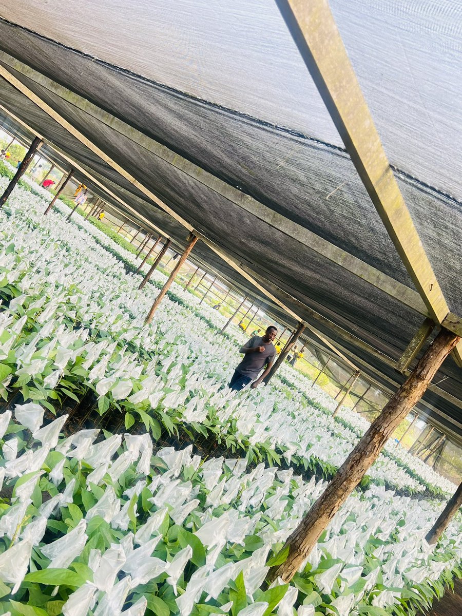 Ruvusha_Israel's tweet image. Around 200,000 Hass avocado seedlings produced annually.
Hass avocado nurseries are crucial for a country's avocado production because they provide high-quality seedlings, ensuring healthy and productive trees.