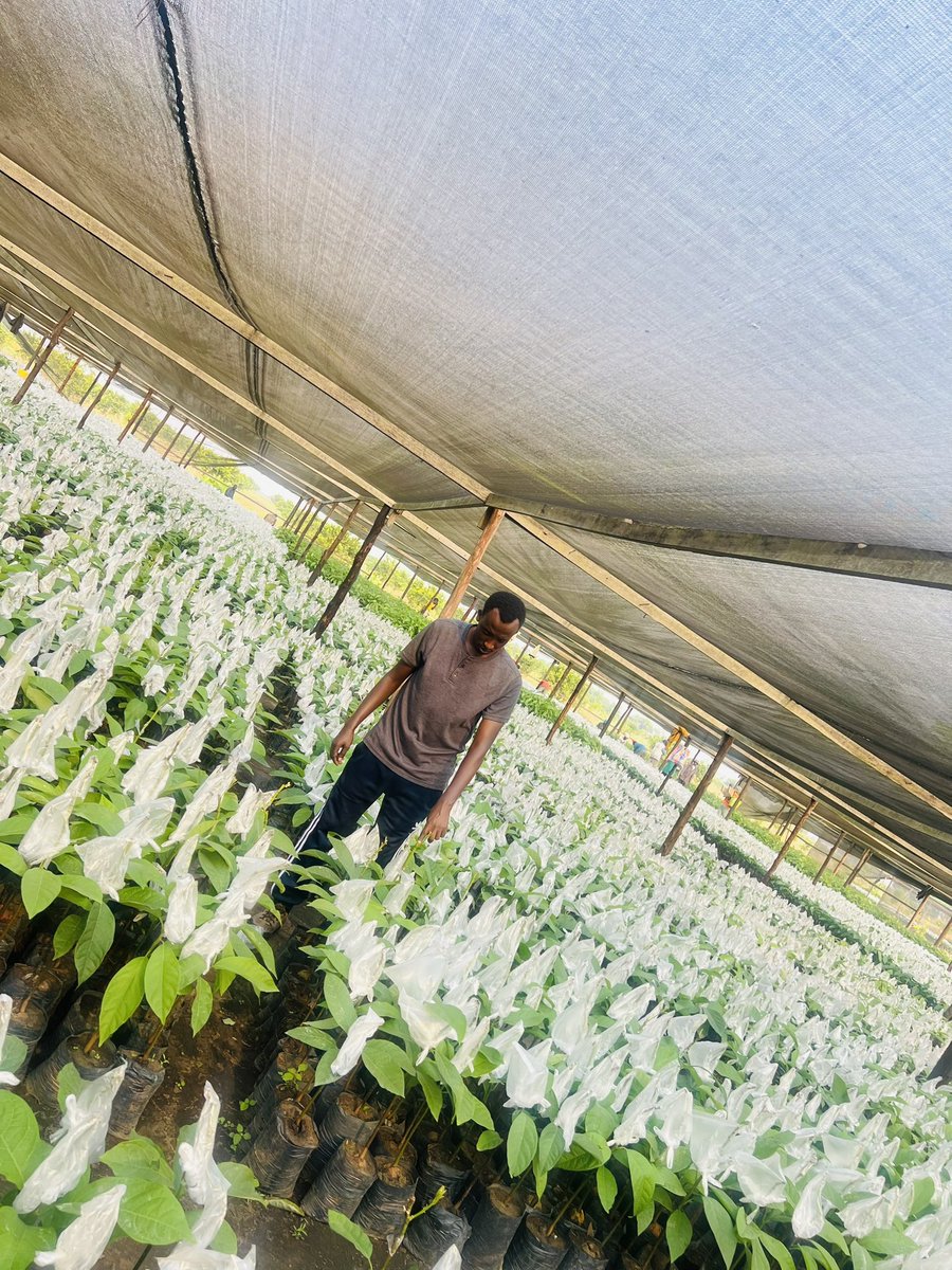 Ruvusha_Israel's tweet image. Around 200,000 Hass avocado seedlings produced annually.
Hass avocado nurseries are crucial for a country's avocado production because they provide high-quality seedlings, ensuring healthy and productive trees.