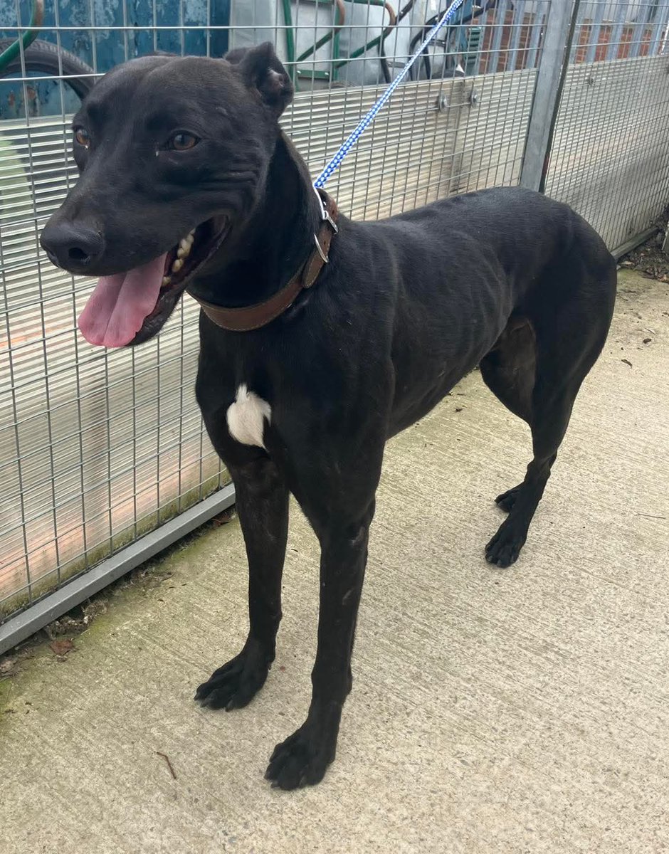 🐕 #founddog This dog was found in the Victoria Rd area of #Darlington on Tuesday 22 July 2025. He is microchipped &amp; enquiries are on going.
If you know where he lives or who he belongs to please phone Customer Services on 01325 406999. Ref 84/25.