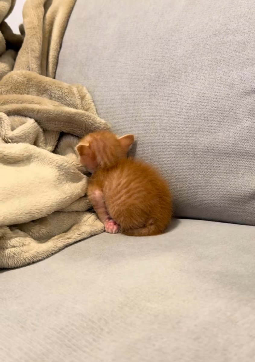 uhmhazy's tweet image. yeah okay , sleep it up u rat,, like you even pay a single bills,,,