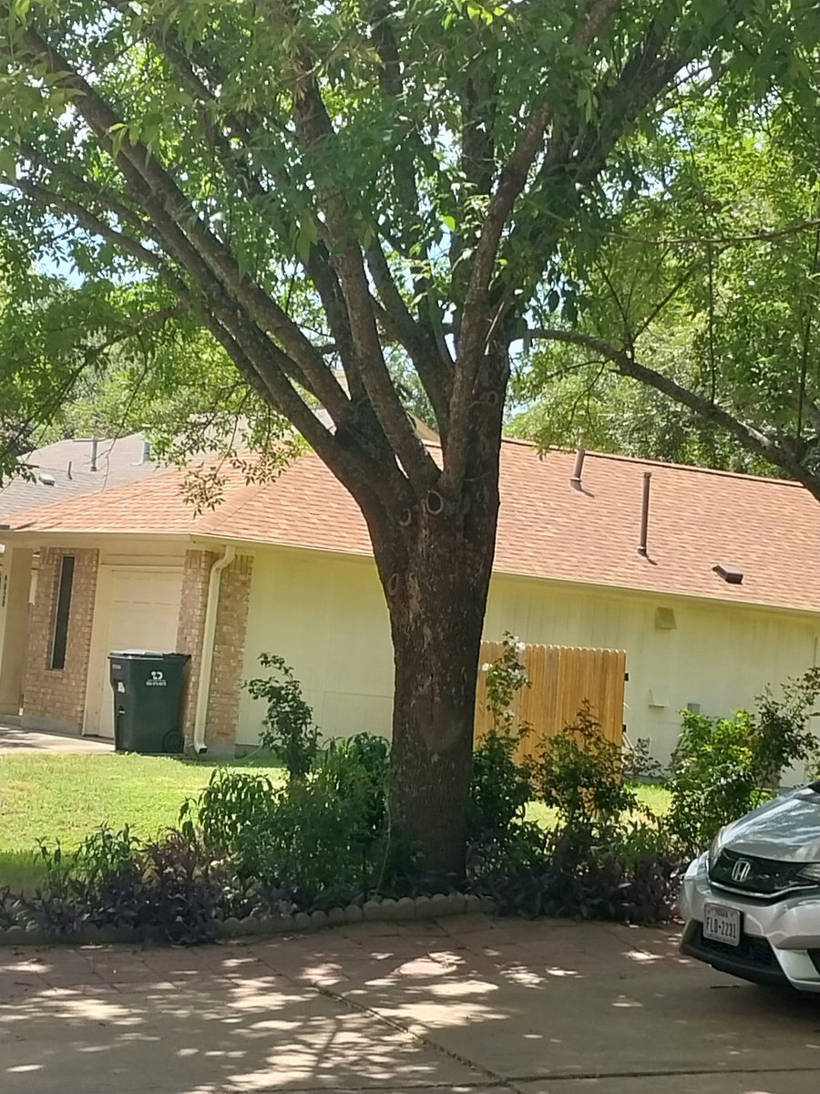 GuyNAustin's tweet image. If you have ever used the phrase, "Why you frontin', homie?", you will appreciate these pics of the original #WhyYouFrontinHome, which portrays itself convincingly from the street as having a fenced-in backyard.
From today's #SunStroll.
What are you doing in sunshine today?