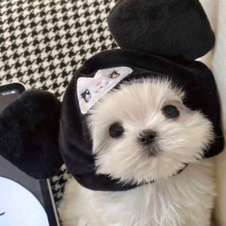 gimbapku's tweet image. that&apos;s a baby maltese right there