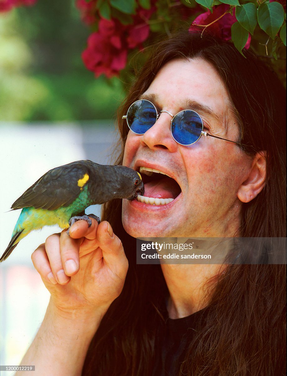 shitbritishpics's tweet image. Singer Ozzy Osborne has his teeth pecked by his pet parakeet in his Beverly Hills, California home (1997)