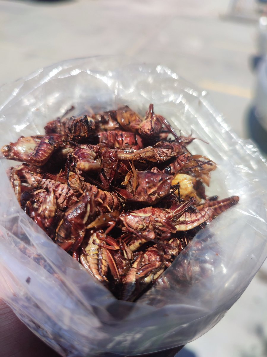 asalmendez's tweet image. Pura proteína !!! 🦗🦗🦗
Jugosos pero sabrosos. #Oaxaca